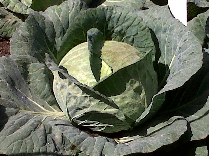 legendary cabbage A well adapted cabbage with an exceptional taste Maturity 65 days from transplanting Head weight 2.