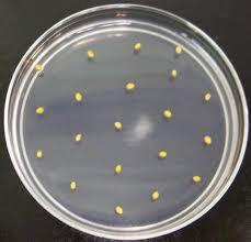 In vitro culture technique We used C. sativa cv.
