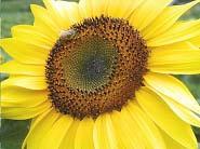 GRDC Project Proposal: Sunflower LM pectin evaluation Feasibility study: collection/stabilisation of biomass Alliance with breeding program: quality assessment of biomass Extraction & down-stream