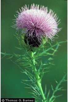 8. Thistle (cont.) - Field Circium discolor NOTE: Field Thistle is a native that is not invasive in properly managed fields.