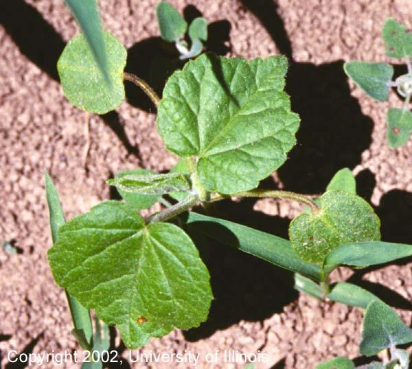 Longevity Velvetleaf has limited persistence in the upper portion of the soil profile because it takes only 2 years for the seed bank to be reduced by 50% and about 16 years to deplete it by 99%.
