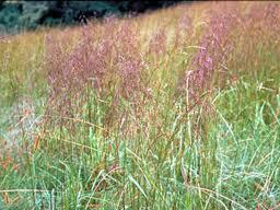 Redtop Grass Agrostis gigantea Description: Redtop is a sod-forming grass that forms dense vegetative colonies.