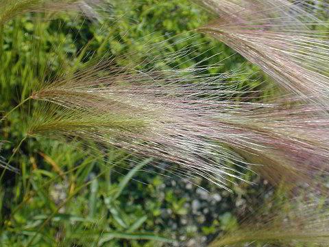 Squirreltail Grass Elymus elymoides NOTE: LCCPF staff will remove tops of this grass to reduce reseeding.