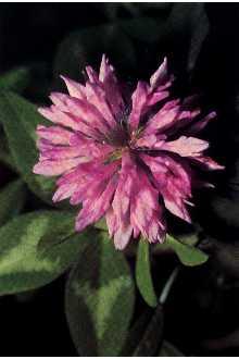 3. Clover Trifolium repens L. Description An introduced biennial or short-lived perennial legume originating in Europe, it is one of the most widely distributed legumes in the world.