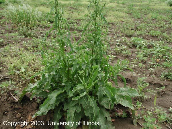 4. Curly Dock Rumex crispus L Life Cycle Perennial Description Perennial with large, narrow wavy leaves in a basal rosette with a sparsely leaved flowering stem.