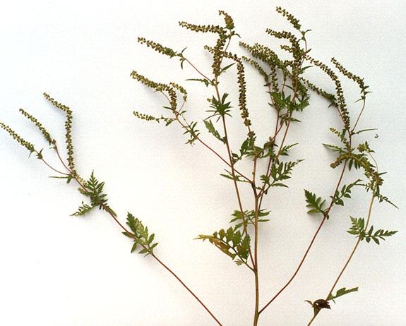 7. Ragweed Common and Great/Giant Ambrosia Types/Names: Common Ragweed (Ambrosia artemisiifolia L.