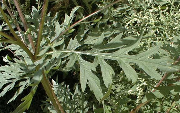 Ragweeds grow throughout the US and are most common in the eastern states and the Midwest.