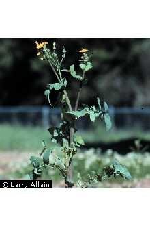 8. Thistle - Sowthistle Sonchus oleraceus L. Appearance Perennial herbaceous plant, 2-5' tall erect, single stem, branches near the top into several flower stalks.
