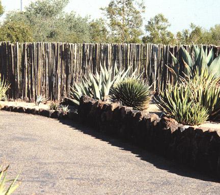 C. Saguaro cactus 2.