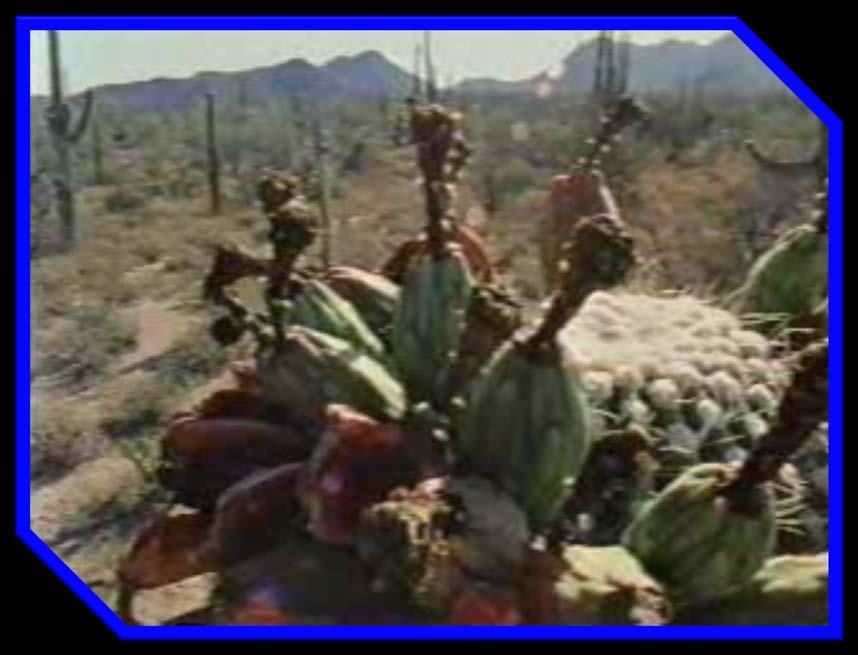 C. Saguaro cactus 2.