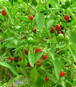 G. Chiles Active ingredient is: capsaicin 1.