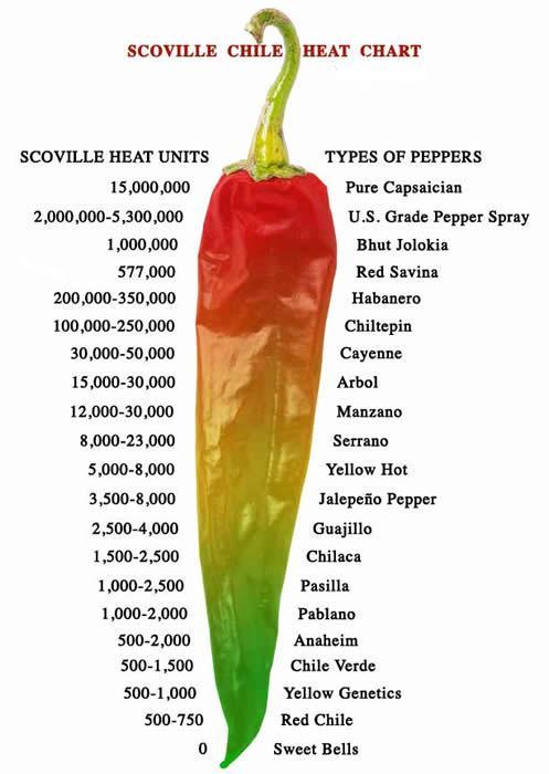 and the Bahamian pepper. 5. Chiltipines have been used for 8000 years.