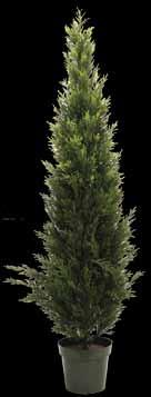 Cedar Tree *P 5601026 1 (*P denotes THIS PLANT