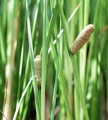 Sweetflag Acorus americanus (Calamus) Perennial. An erect semi-aquatic plant of stream sides and wetlands. Sword-shaped leaves that are 1 to 4 feet long have a sweet spicy smell when crushed.