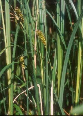 Common Lake Sedge Carex lacustris (Hairy Sedge) Native perennial sedge. (none) Shade-tolerant, but prefers sun.