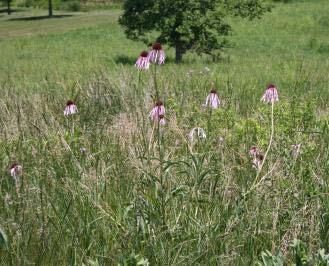 Pale Purple Coneflower Echinacea pallida A tall native perennial with all foliage located at the base of the plant.
