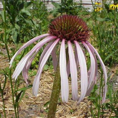 Brown cone surrounded by daisy-like pattern of pale purple or white petals. Full sun and average to dry soils. Tends to fall over when mature if receiving too much moisture.