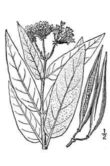 Swamp Milkweed Asclepias incarnata (Pleurisy Root, Rose Milkweed) Perennial.