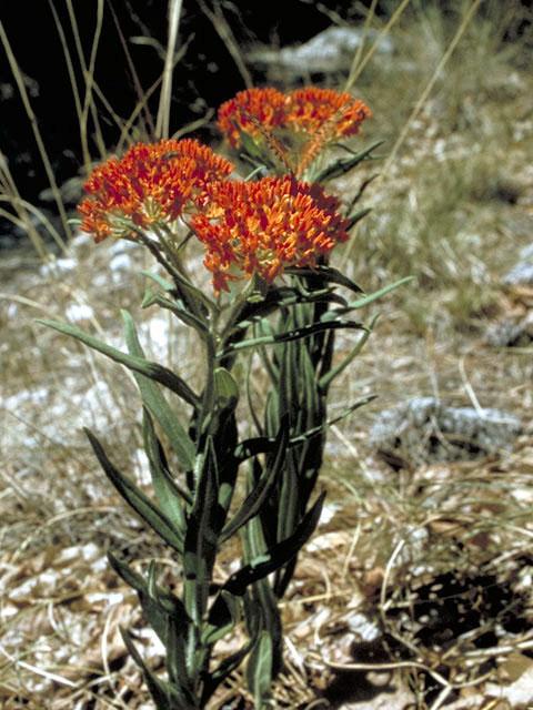 Butterfly Milkweed Asclepias tuberosa (Butterflyweed, Orange Milkweed) Perennial woody rootstocks. Stems are hairy, erect, and grow in numerous clumps. Stems and leaves produce a watery sap.