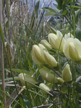 Creamy white or sometimes light yellow, blooms resemble a large pea bloom. Prefers well drained, moist or dry, sunny locations.