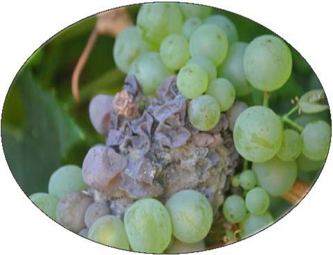 Summary For the 2015 vintage: Proctase will be available as an alternative to bentonite