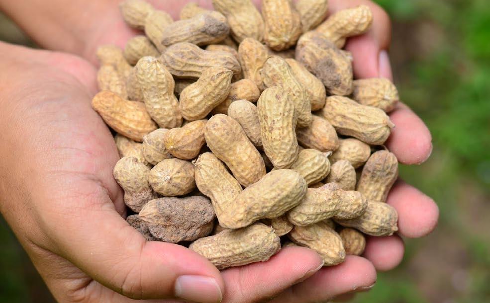 The peanut is actually not a nut at all. It s a legume.