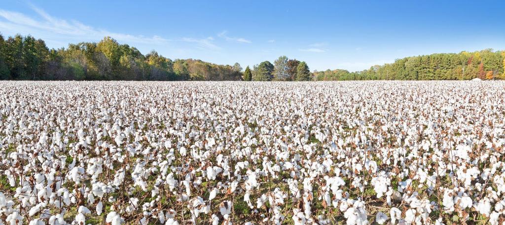 Cotton was an ingredient in the first light bulb, the telegraph, the Wright brothers plane and the first automobile tires.