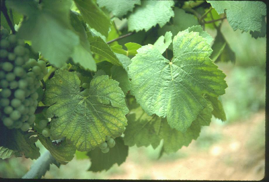 19% Mg in petioles, Piedmont Vineyards, 1986
