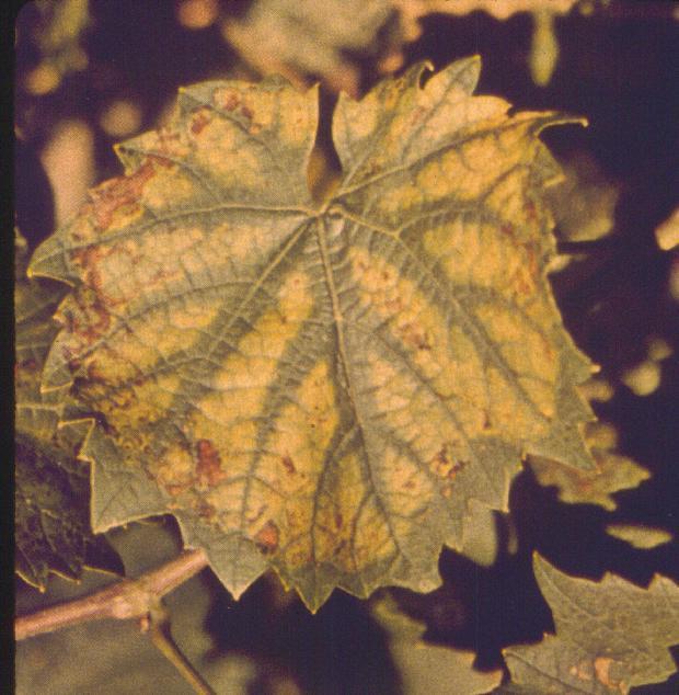 typically on basal to mid-shoot leaves (a mobile