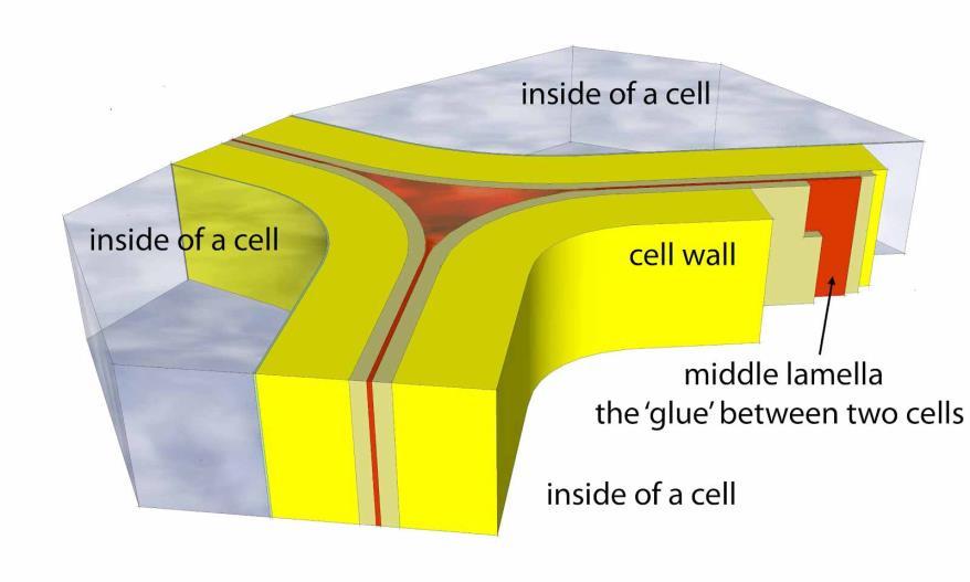 Calcium Structural integrity of cell walls Pectate acts as a chelator to bind calcium and form cross links that hold adjacent