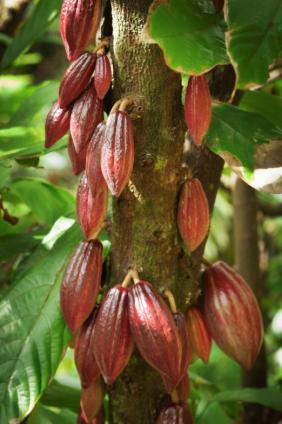 Cacao Pods 10 Grow directly from the tree trunk Can each be up to