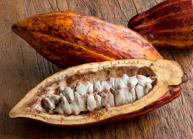 beans in a pod Chocolate Terminology 11 Cacao the plant and its