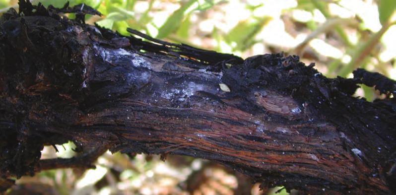 Soft-scale insects such as the European fruit lecanium scale, cottony maple scale, and wooly vine scale have been reported as transmitters of grapevine leafroll viruses.