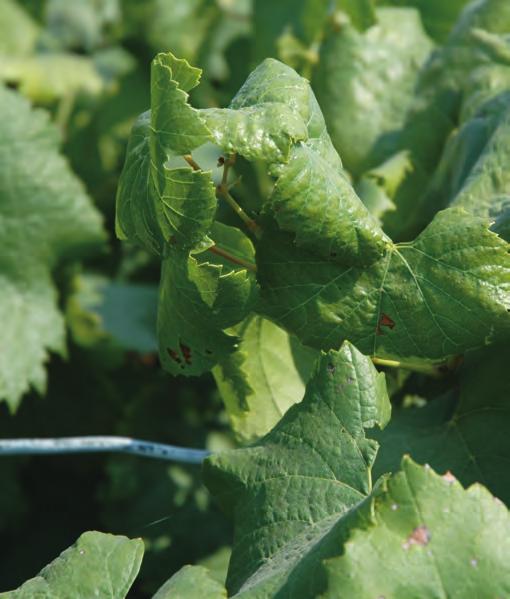 R.R. Martin R.R. Martin Figure 6. Cupping and discoloration of a Pinot Noir leaf infected with grapevine leafroll virus in early September (left).