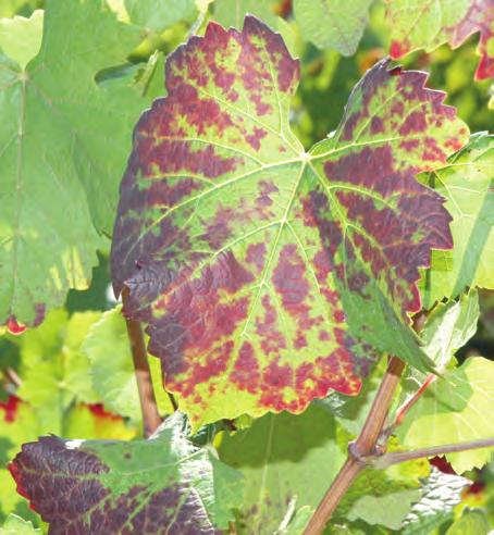 edu/factsheets/grapes/diseases/grape_leafroll.pdf Golino, D.A., S.T. Sim, R. Gill, and A. Rowhani. 2002. California mealybugs can spread grapevine leafroll disease.