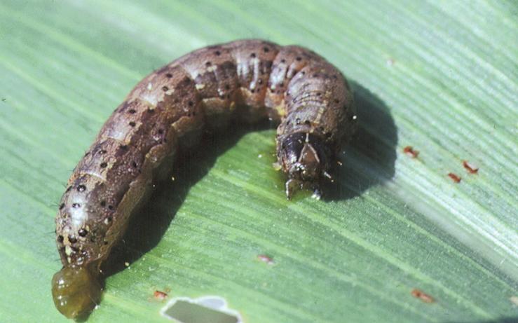 The normal spray program for corn borers and earworms often will clean up the infestation. Lannate, which controls corn borers but not earworms, will provide good aphid control. corn ears.