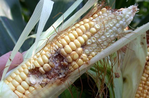 In addition, particularly when corn earworm populations are high late in the season, there may be a significant number of small, stunted larvae present in the tips of ears.