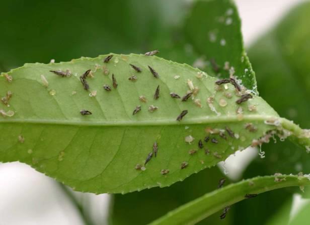 The psyllid is a small insect,