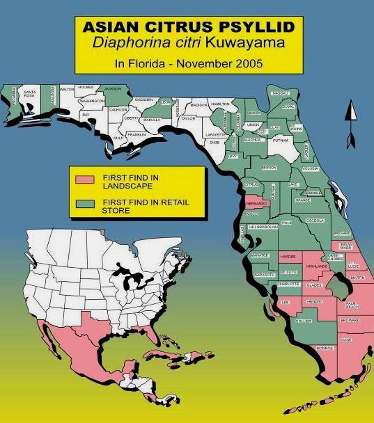 Psyllid Spread Through Florida First found in backyard trees in south Florida, 1998.