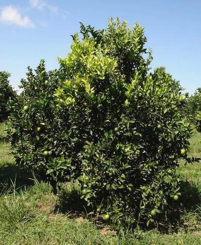 Citrus Greening Disease Huanglongbing The Main Concern: Asian citrus psyllid can pick up the bacterium and move the disease from tree