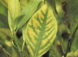 Early Symptom Yellowing of the Leaves Leaves with HLB disease have