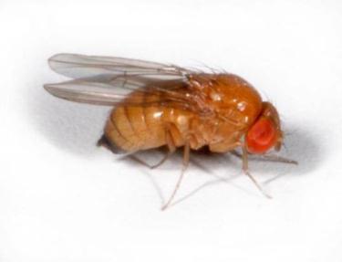Spotted Wing Drosophila Mostly cherries,