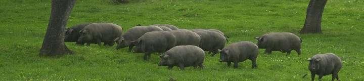 Paleta Ibérica de Campo Iberian Shoulder Ref. 2001 Place of origin: Extremadura (Spain) Ecologically grown pure Iberian black pigs. Weight: 3 to 6 kg.