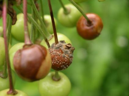 cherries - Screening of cultivars and Prunus species -