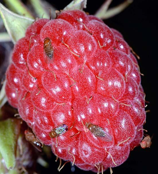 Historically, raspberry and tart cherry growers in the state did not need to apply insecticides just before harvest.