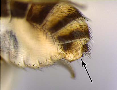 Figure 2. Male SWD showing spots on forewings. (Patrick Beauzay, NDSU) Figure 4. Female SWD showing position of ovipositor. (Patrick Beauzay, NDSU) Figure 3.