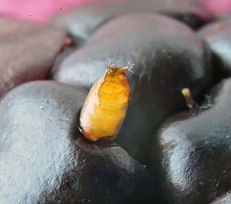 Larvae also cause damage as they feed on the interior of the fruit (Figure 13). Feeding causes fruit discoloration, and sunken areas may appear within two to three days after the eggs hatch.