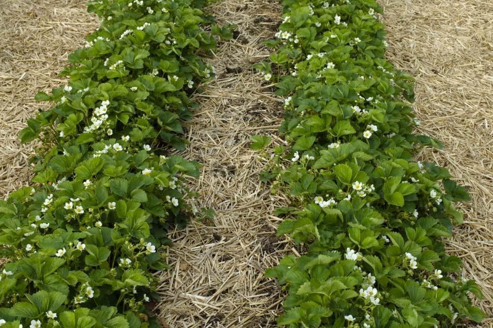 Weed Control in Strawberries Cultivate or hoe Mulch Handweed