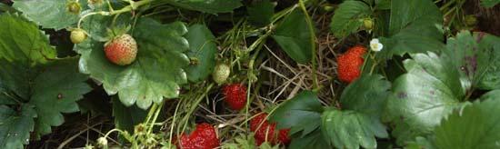 June Bearing strawberries Most common o in Montana a Single