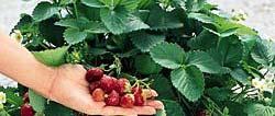 Everbearing Strawberries Produce one or two crops each season 1 st crop in